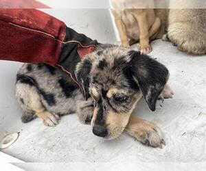 Catahoula Leopard Dog Dogs for adoption in Houston, TX, USA