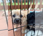 Small #1 Mutt