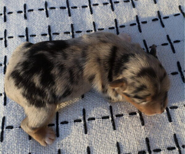 Medium Photo #8 Miniature Australian Shepherd Puppy For Sale in DAWSON, GA, USA
