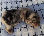 Small #7 Miniature Australian Shepherd