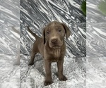 Small #4 Labrador Retriever