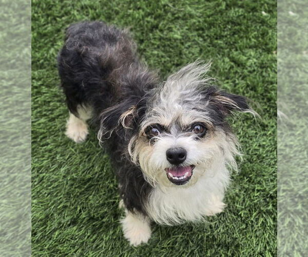 Medium Photo #1 Jack Russell Terrier-Shih Tzu Mix Puppy For Sale in Lakewood, CO, USA