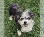 Small Jack Russell Terrier-Shih Tzu Mix
