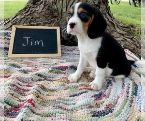 Beaglier Puppy for sale in GRABILL, IN, USA