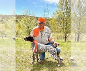 Mother of the German Shorthaired Pointer puppies born on 01/13/2026