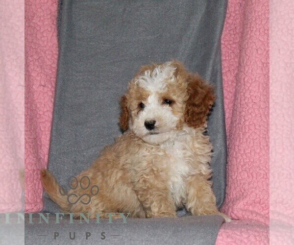 Medium Photo #3 Poodle (Miniature) Puppy For Sale in KIRKWOOD, PA, USA