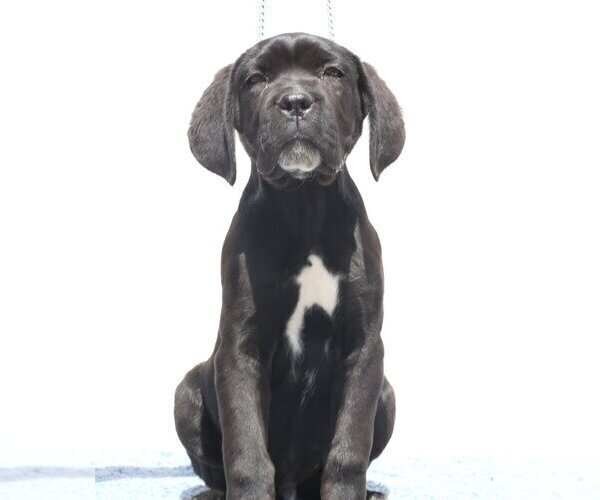 Medium Photo #4 Cane Corso Puppy For Sale in Potoceni, Buzau, Romainia