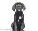 Small #3 Cane Corso