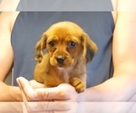 Small #3 Dorkie