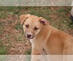 Small Photo #4 Australian Shepherd-Unknown Mix Puppy For Sale in McDonough, GA, USA