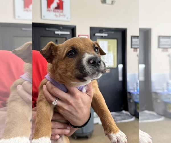 Medium Photo #2 Mutt Puppy For Sale in Sanford, FL, USA