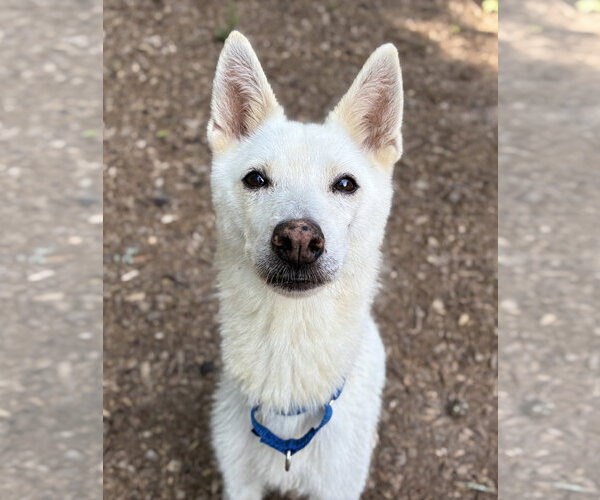 Medium Photo #2 Mutt Puppy For Sale in Clarkesville, GA, USA
