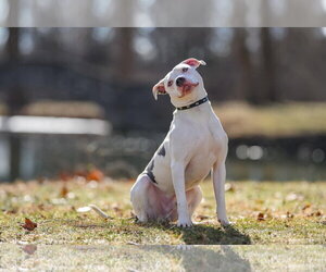 Monteray - Male American Pit Bull Terrier-Unknown Mix Dog for Adoption - Photo #29
