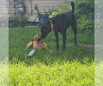 Small #5 Mutt