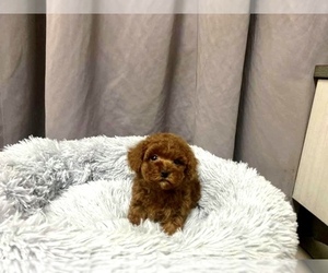 Poodle (Toy) Puppy for sale in LONG ISLAND CITY, NY, USA