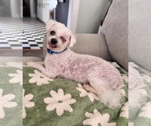 Medium Photo #3 Bichon Frise Puppy For Sale in Mount Pleasant, SC, USA
