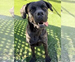 Mutt Dogs for adoption in Toronto, Ontario, Canada