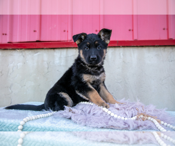 Medium Photo #3 German Shepherd Dog Puppy For Sale in FREDERICKSBURG, OH, USA
