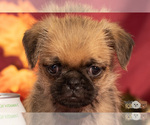 Small Photo #8 Brug Puppy For Sale in SAFFORD, AZ, USA
