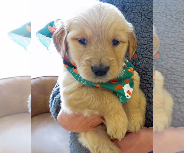 Medium Photo #2 Golden Retriever Puppy For Sale in Grovertown, IN, USA