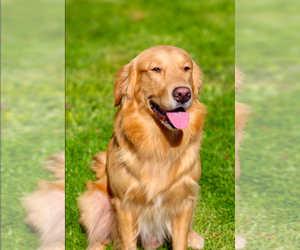 Father of the Golden Retriever puppies born on 08/05/2025