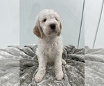 Small Photo #6 Goldendoodle Puppy For Sale in HIALEAH, FL, USA
