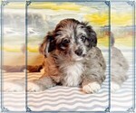 Puppy Puppy 3 Aussie-Poo