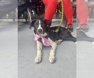 Labrador Retriever-Unknown Mix Dogs for adoption in Holly Springs, NC, USA