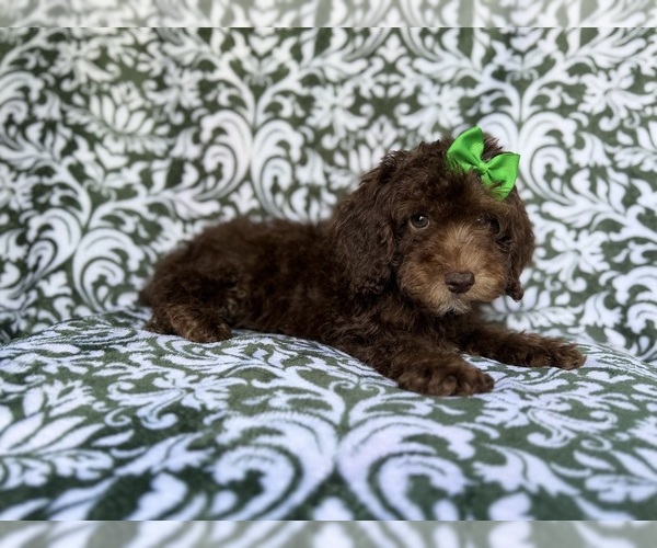 Medium Photo #7 Cavapoo (Miniature) Puppy For Sale in LAKELAND, FL, USA