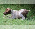 Puppy Gater German Shorthaired Pointer