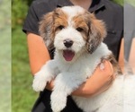 Puppy 2 Bernedoodle