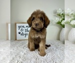 Small Labradoodle