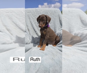 Doberman Pinscher Puppy for sale in POMEROY, OH, USA