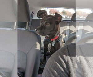 Buddy - Male Mutt Dog for Adoption - Photo #21