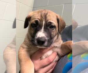 Mutt Dogs for adoption in Webster, WI, USA
