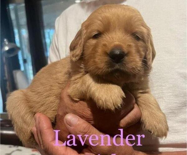 Medium Photo #1 Golden Retriever Puppy For Sale in FRESNO, CA, USA