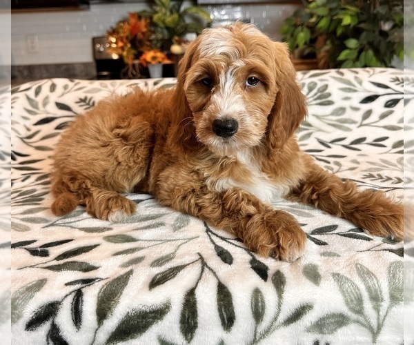 Medium Photo #2 Goldendoodle (Miniature) Puppy For Sale in GREENWOOD, IN, USA