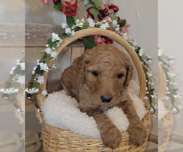 Medium Photo #5 Goldendoodle mix (+ Poodle Standard) Puppy For Sale in JACKSBORO, TX, USA