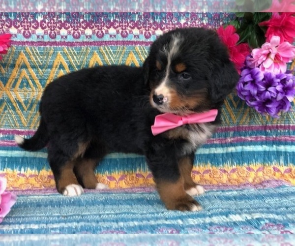 Medium Photo #3 Bernese Mountain Dog Puppy For Sale in CLAY, PA, USA