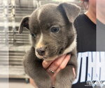 Small #1 Mutt