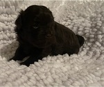 Small Photo #10 Havanese Puppy For Sale in ATHENS, GA, USA