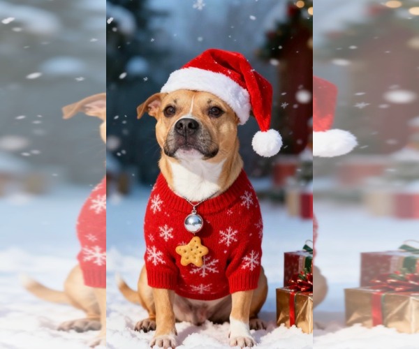 Medium Photo #1 Mutt Puppy For Sale in Westwood, NJ, USA