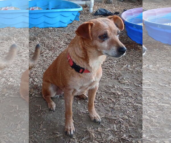 Medium Photo #2 Chihuahua-Unknown Mix Puppy For Sale in Visalia, CA, USA