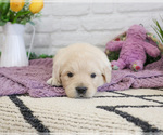Small #3 English Cream Golden Retriever