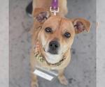 Small #14 Miniature Pinscher Mix