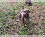 Small Photo #23 American Bully Puppy For Sale in SNELLVILLE, GA, USA