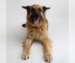 Small #28 German Shepherd Dog
