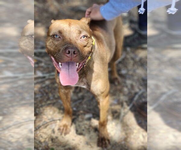 Medium Photo #19 Labrador Retriever-Unknown Mix Puppy For Sale in Atlanta, GA, USA