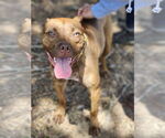 Small #18 Labrador Retriever Mix