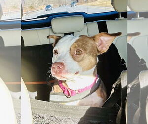 Dallas - Female Staffordshire Bull Terrier-Unknown Mix Dog for Adoption - Photo #3